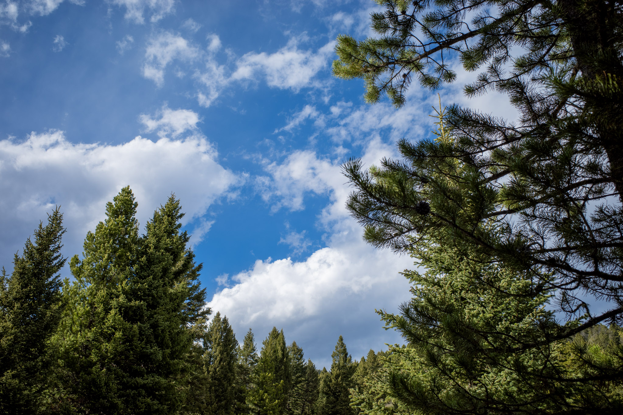 May 2024: Yellowstone thumbnail 3