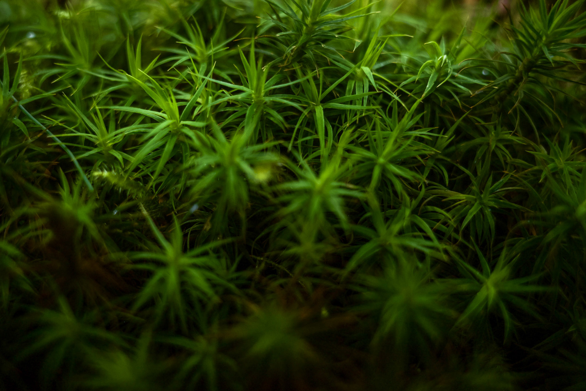 Aug 2024: Eikelandsosen thumbnail 2