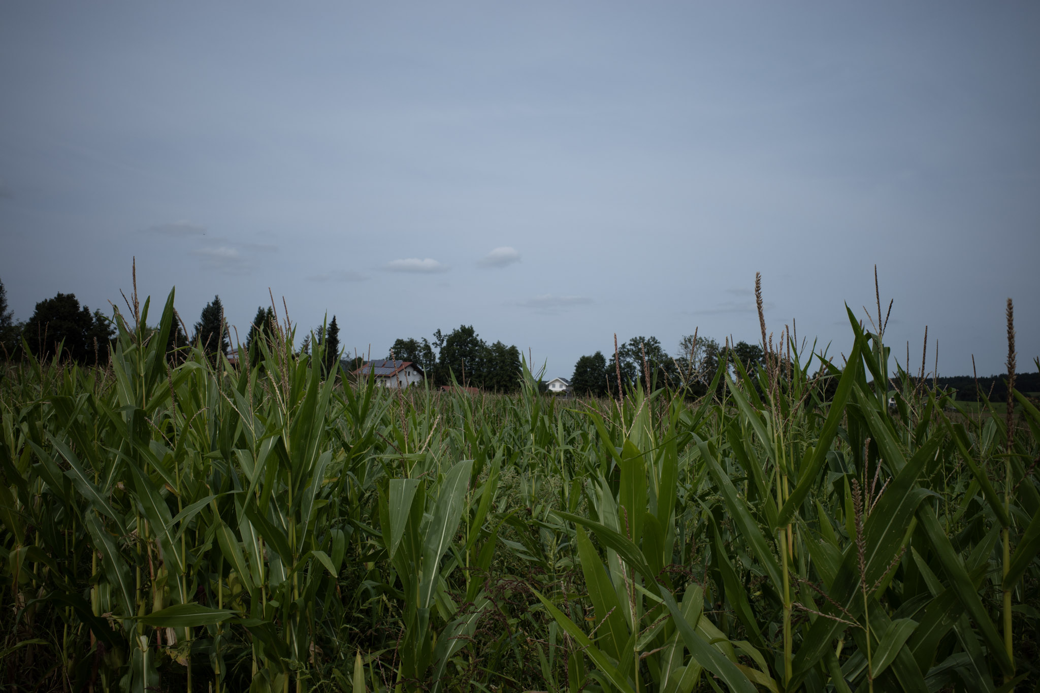 Aug 2024: Salzburg thumbnail 1