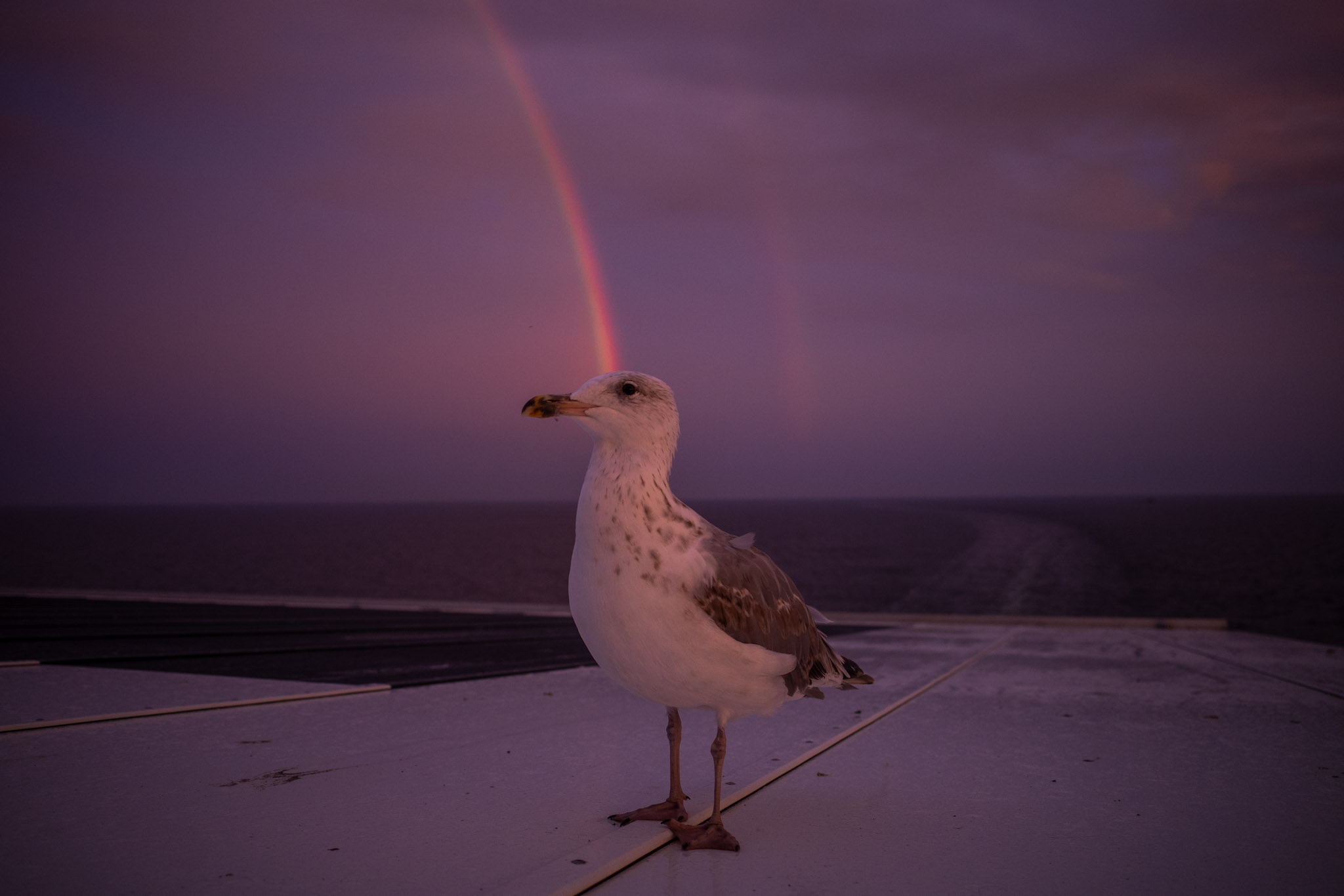 Aug 2024: Tallinn thumbnail 11