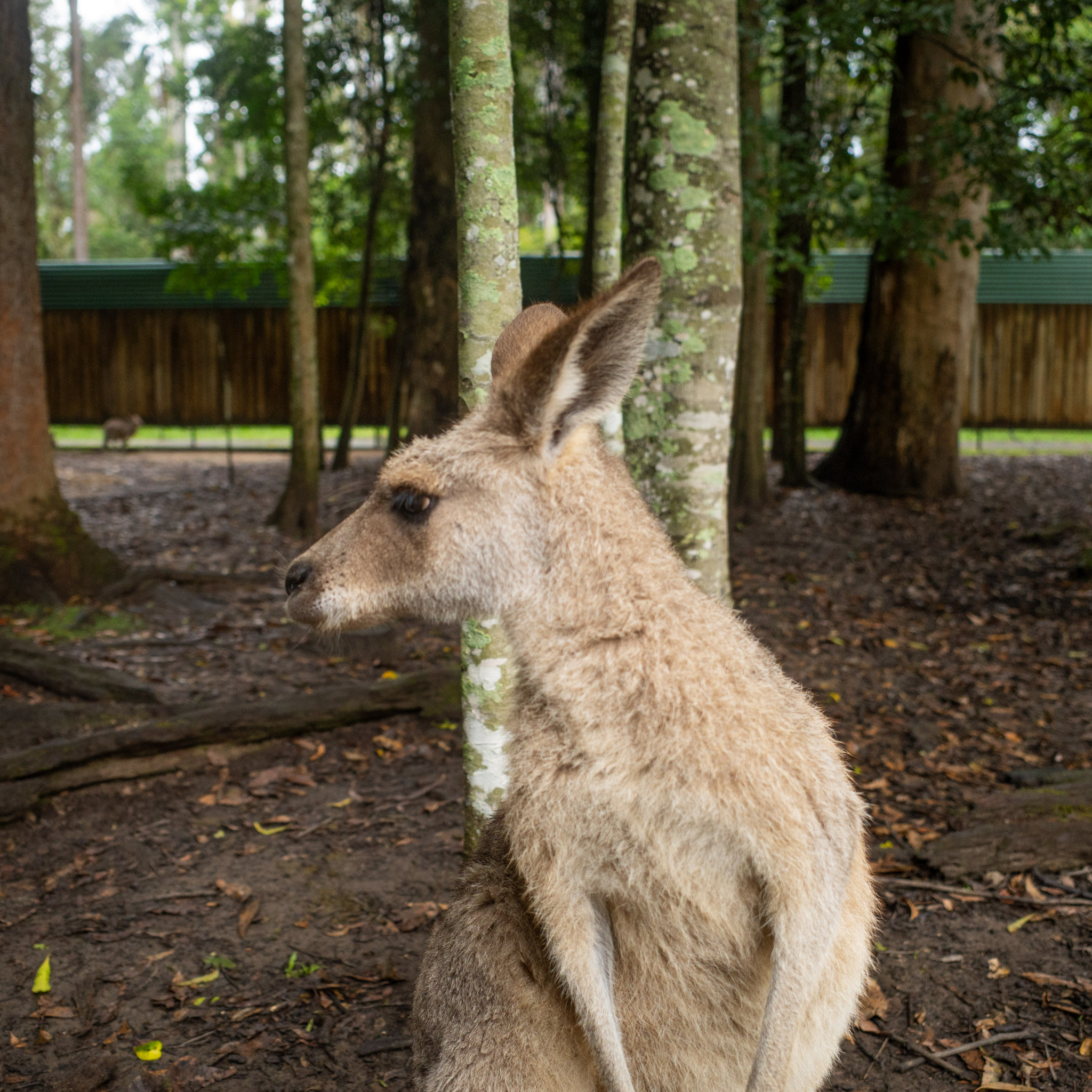 May 2025: Brisbane & Cairns thumbnail 2