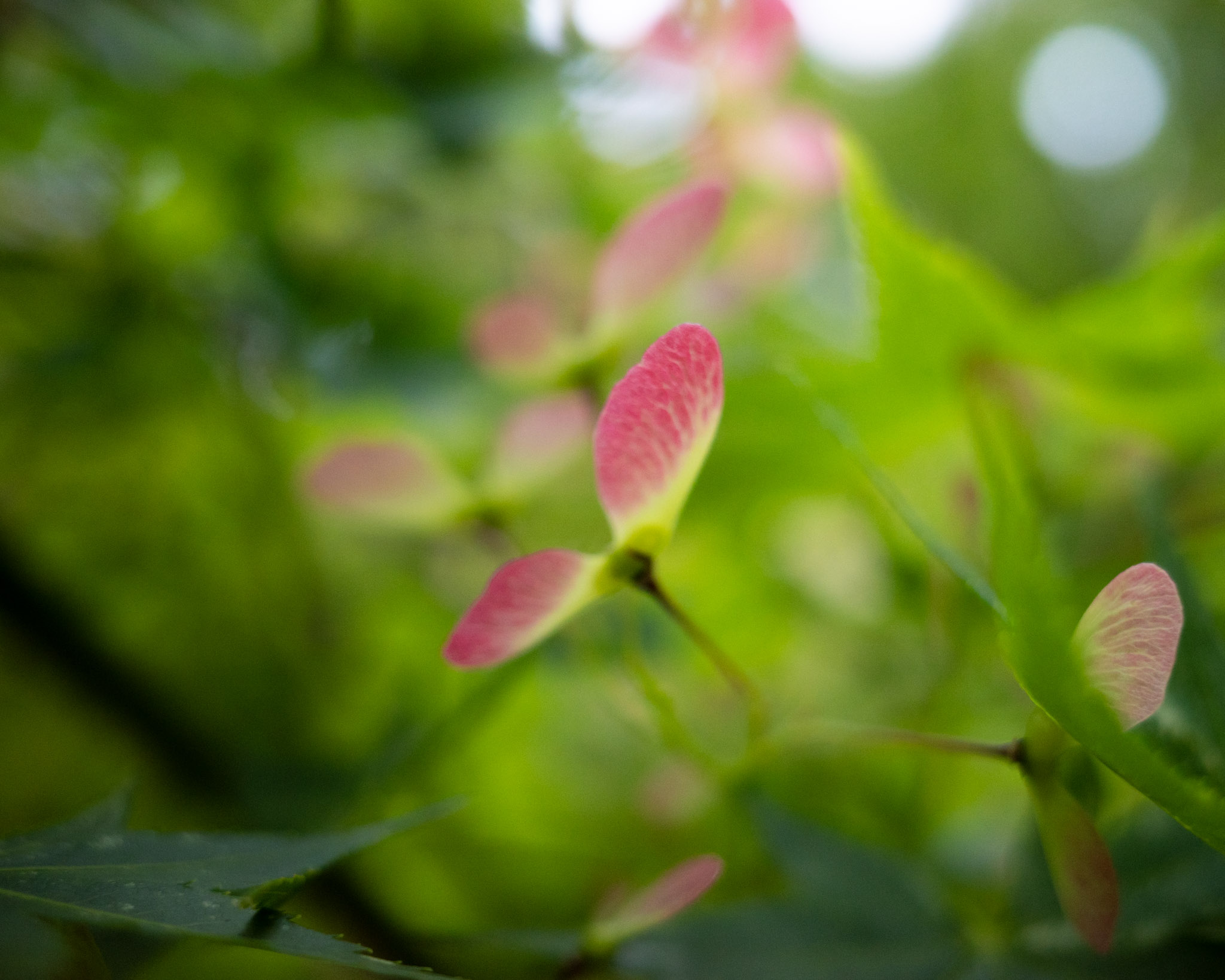 May 2025: Osaka thumbnail 3