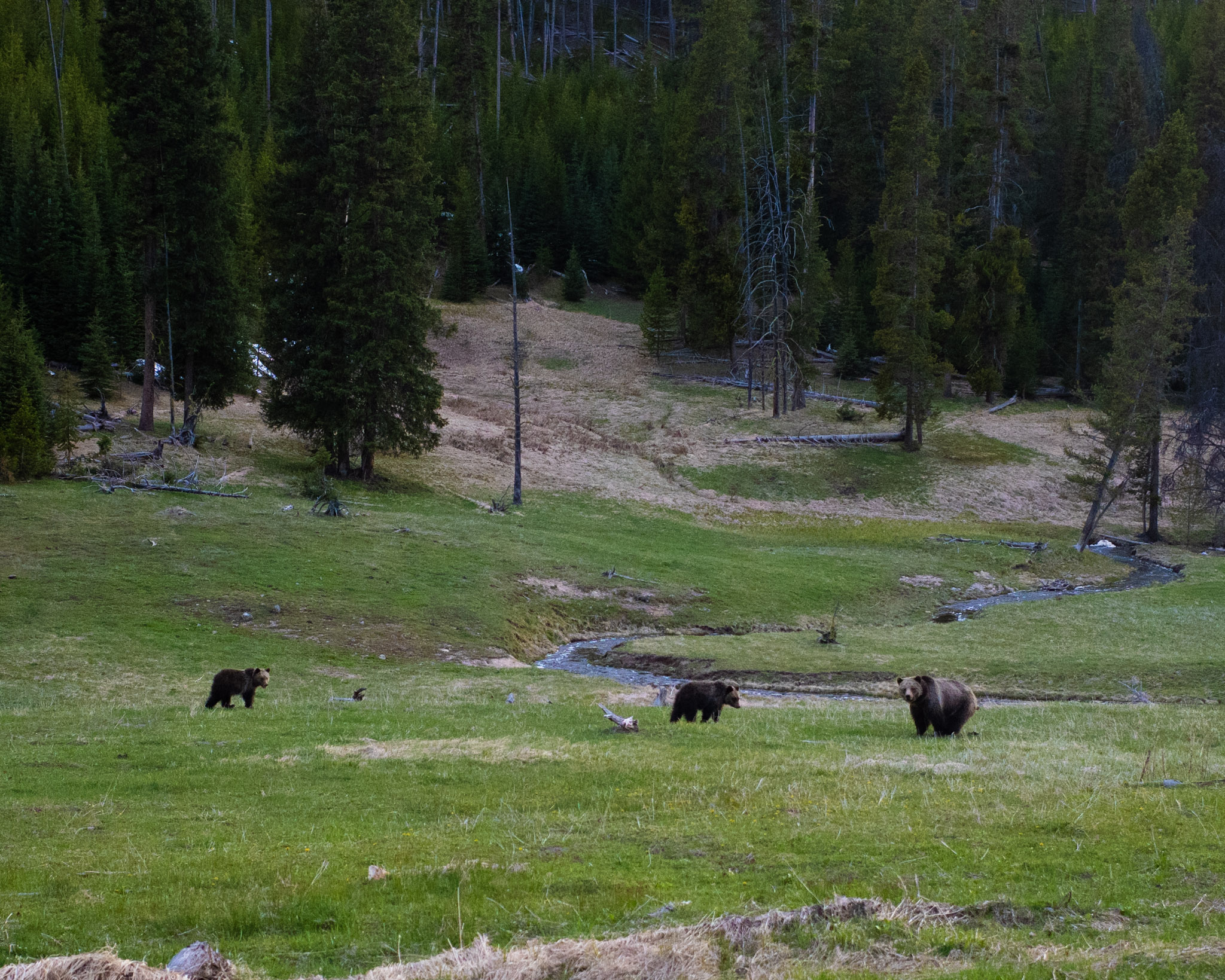 yellowstone image1